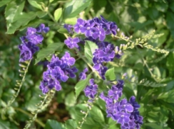 紫花金露